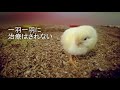 1日齢　踏み潰されるヒナ