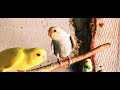 New Animals Nature HD Video Hit Like And Subscribe