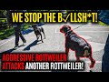 Aggressive rottweiler attacks another rottweiler we stop the bllsht pt 1