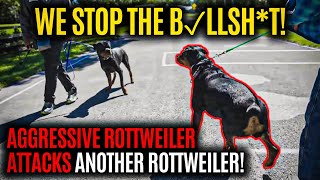 Aggressive Rottweiler ATTACKS Another Rottweiler! We STOP the B✓llsh*t! Pt. 1