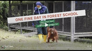 Orangutan Davi &amp; Friends at Forest School