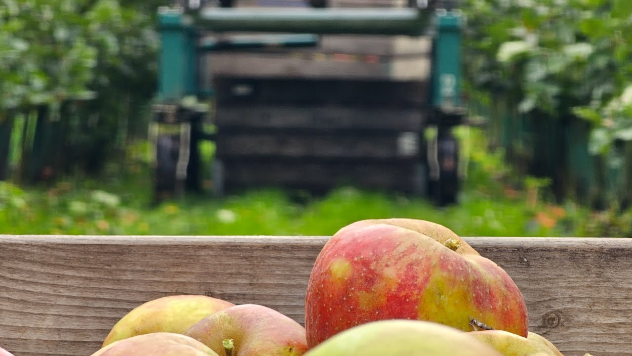 Сбор не такого уж красного сорта «Красный Боскоп»
