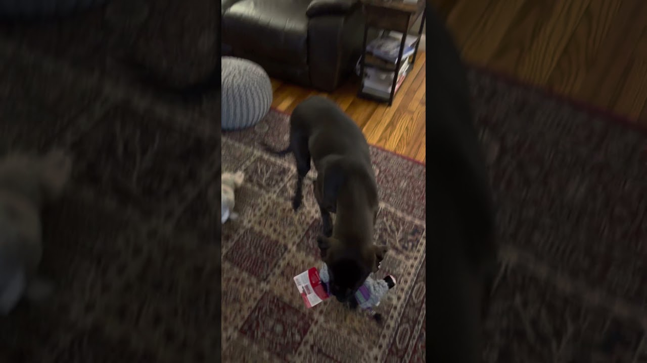 Emmett Exploring What’s Under The Tree