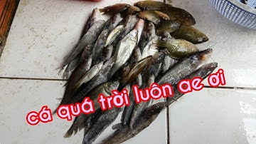 Vượt hơn 100km để đi câu và cái kết đẹp mệt mà vui lắm ae