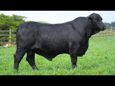 LOTE 026   CSA B 2327 ANAMELIA CASTUS
