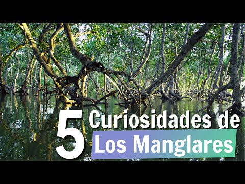 Video: ¿Qué son los manglares? Aprenda sobre la importancia de las plantas de manglares