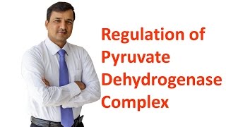 Pyruvate Dehydrogenase Complex Regulation