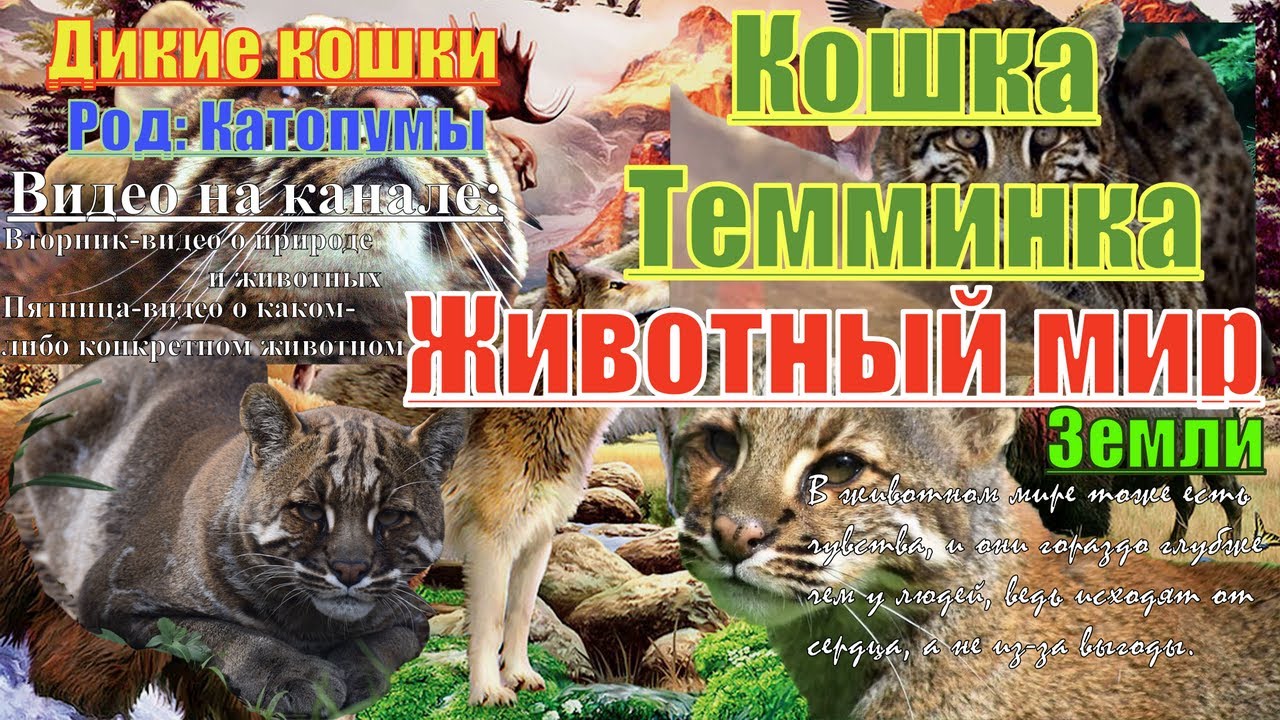 Животный Мир Земли. Кошка Темминка