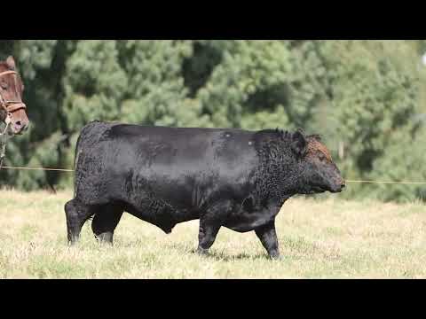 LOTE 29   TE987 FRONTIER ANGUS DA LIMEIRA