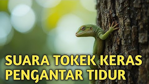 Cận Cảnh Rõ Nét Con Tắc Kè - Hình Ảnh Và Tiếng Tắc Kè Kêu - Picture And Sound Of Tokay Gecko #33