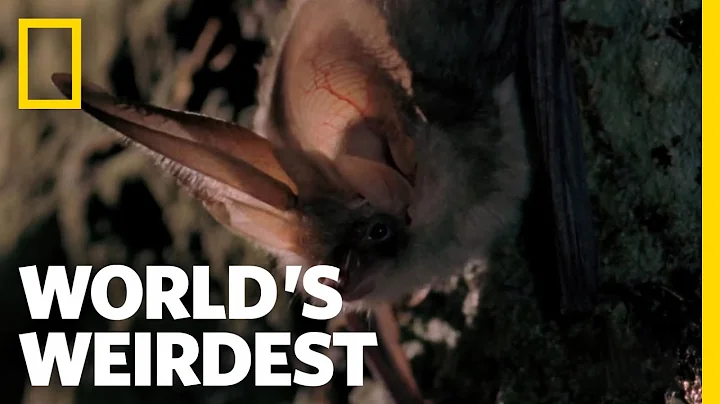 Bat Hunts in "Stealth Mode" | World's Weirdest - DayDayNews