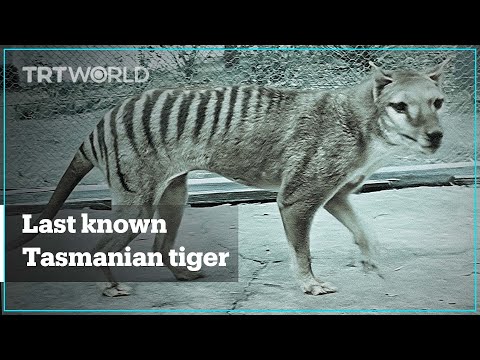 Footage of last known Tasmanian tiger released in colour