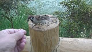餌を貰いに来る雀達 20200907 1 (いつもの親鳥)