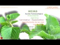 Orégano. Propiedades y beneficios. Usos medicinales