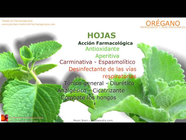 Oregano Propiedades Y Beneficios Usos Medicinales Youtube