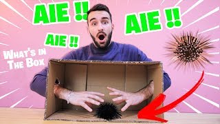 Y'A QUOI DANS LA BOITE ?! (What's in The Box Chall...