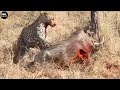 Leopard  Attack and Eat Alive Animals Moments - Animal Fighting | ATP Earth