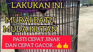 Mengenaskan, Harga Murai Batu mulai mengalami penurunan.