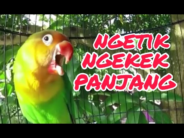 pancingan lovebird ikut ngetik dan ngekek.trapi biar fighter. class=