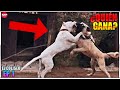 Dogo Argentino vs Kangal -¿Quién ganaría? | Batallas de Animales Ep. 1