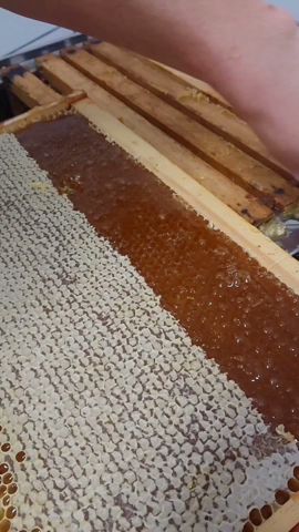 Entdecklungswachs von Bienen ausschlecken lassen