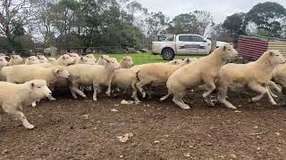 286 Feeder Lambs - G & T Harders - Auctions Plus - 20 May 2025 v5