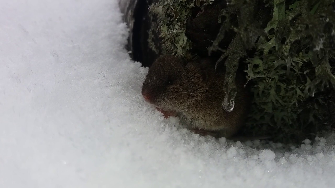 El topillo de campo | The Common Vole (Microtus arvalis)