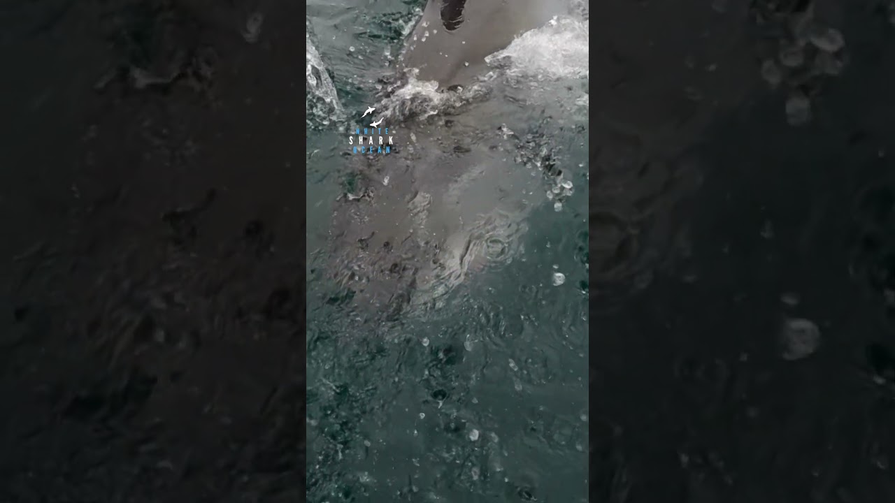 Great White Sharks Blasts Out Of The Water With Jaws Wide