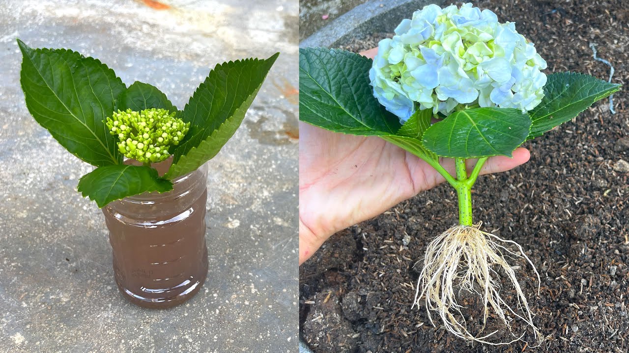 Thử trồng hoa cẩm tú cầu bằng cành hoa | How to grow... - youtube