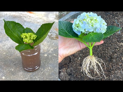 Thử trồng hoa cẩm tú cầu bằng cành hoa | How to grow hydrangeas