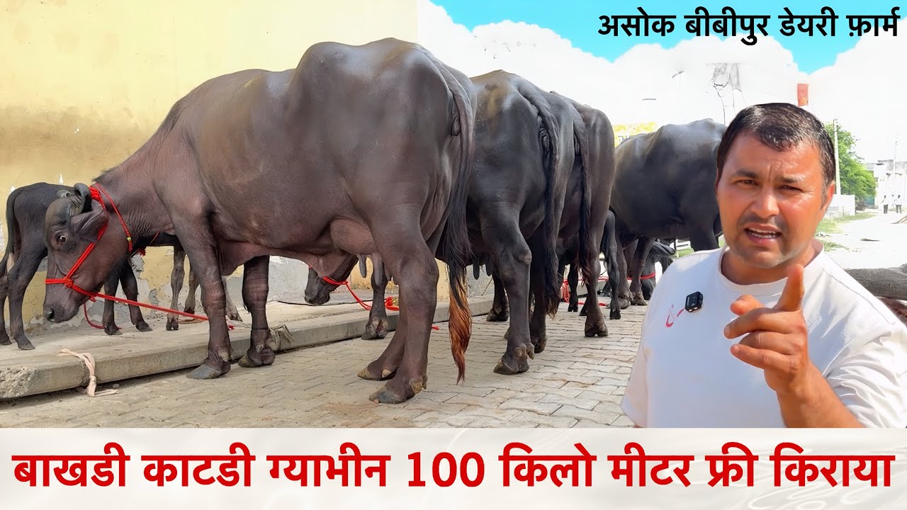 बाखडी  ग्याभीन  नीचे कटीया 100 किलो मीटर फ्री किराया  Ashok Bhai Bibipur Dairy Farm ✅