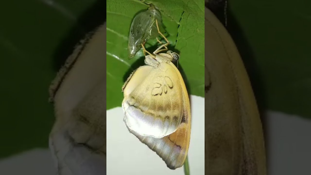 Grey Count butterfly - A Nymphalid