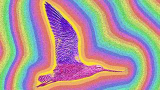 FreeingBirdsTrailer screenshot 2