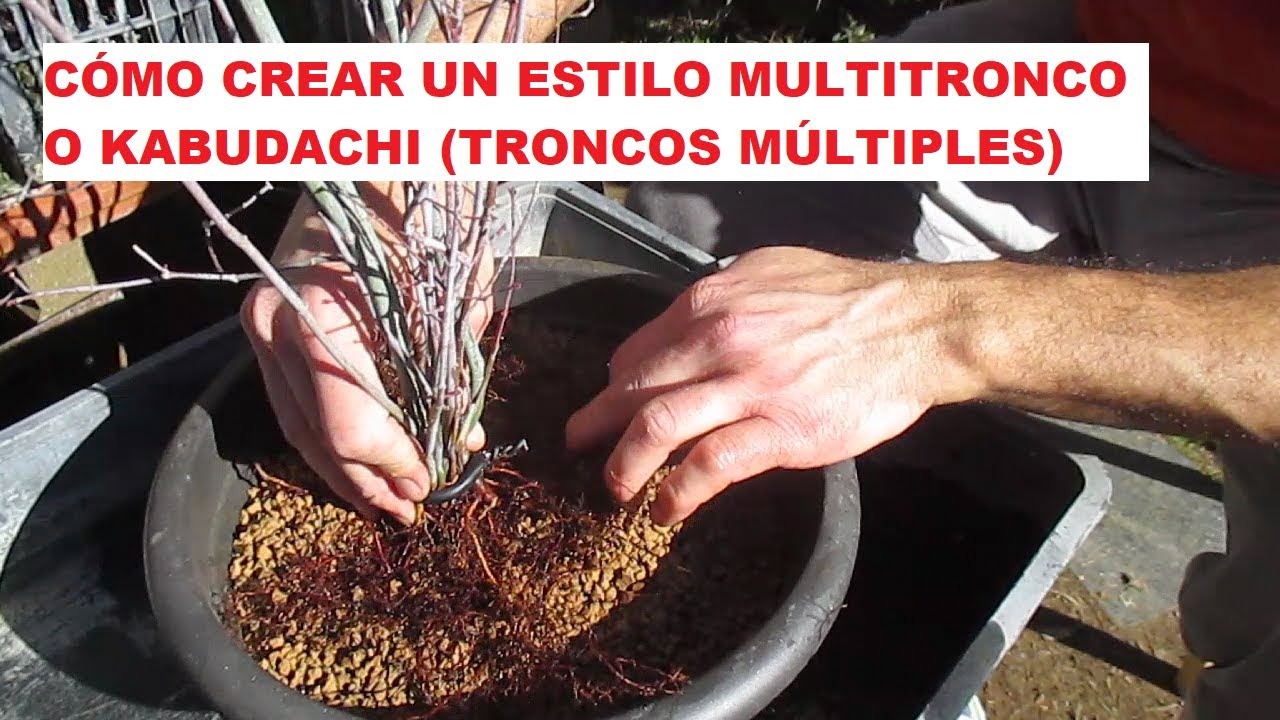 ESTILO KABUDACHI EN ACER PALMATUM ֍ MULTITRONCO O TRONCOS MÚLTIPLES