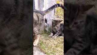 Gatinho fofinho brincando com o rabo da sua mamãe #cat #cute #funny #shortsvideo