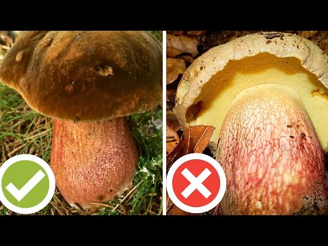 Video: Cosa e perché i funghi diventano blu sul taglio?