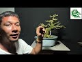 Vlog#59 yamadari matiryals na dapat pasok parin sa basic rules, #tutorial #bonsaiworkshop 💚🌳🇵🇭🙇🏻‍♂️