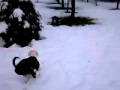 Funny dogs eating snow