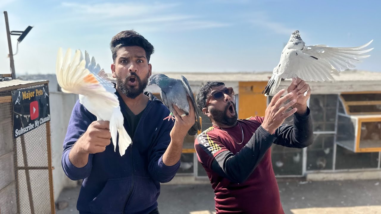 Aaj Bazzi walay 3 Aseel kabutaron ko utar liya or ya Kia hua 😳😳