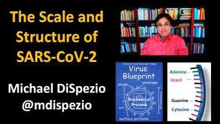 The COVID-19 Virus - Scale and Structure