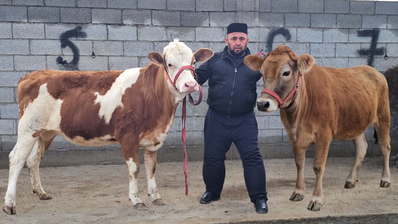 BREND FERMADAN🔥 400 YUTUQ🔥 SMENTAL GERMAN SHVEST JERSI RO‘ZG‘ORBOP BO‘G‘OZLAR🔥