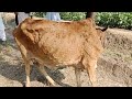 Lumpy skin disease  treatment  emrgenc  efected mor than 15 days  tanveer hussain 9211