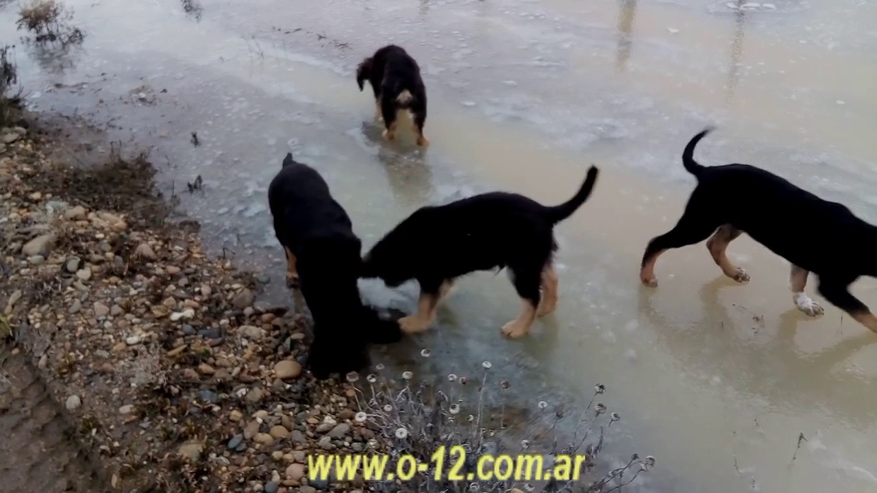«Lana Carancha y cachorros primer salida -junio 2017-»