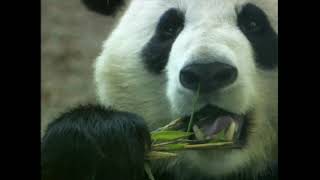 Woolong's Panda , The Land Of The Pandas, China #Jining #China #Beat #china #traveltips   #travel