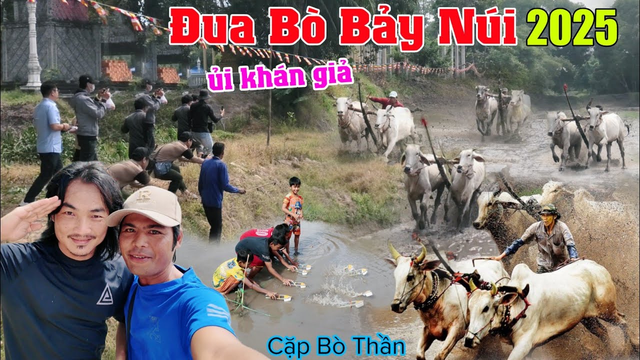 Đua bò bảy núi an giang 2025 tập dợt kịch tính ủi lên khán giả bò thần xuất hiện chùa rô