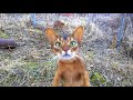 Abyssinian cats outside の動画、YouTube動画。