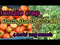 Tomato crop cultivation in kannada / ಟೊಮ್ಯಾಟೋ ಬೆಳೆ ನಿರ್ವಹಣೆ
