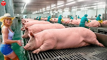 Cận Cảnh Quy Trình Xử Lý Và Chế Biến Thịt Lợn Trong Nhà Máy Hiện Đại Bậc Nhất Thế Giới | KPHB