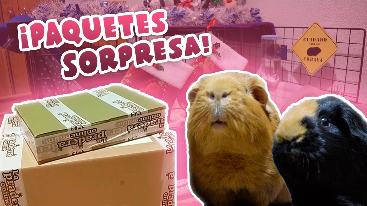 📦 ¡NOS LLEGAN UNOS PAQUETES SORPRESA! 💥 ¿Qué habrá dentro? 👀🐹🐹