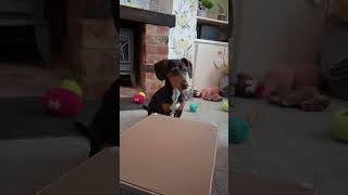 puppy asmr tapping